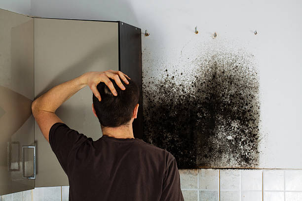 Best Emergency Mold Remediation  in Rocky Mount, VA